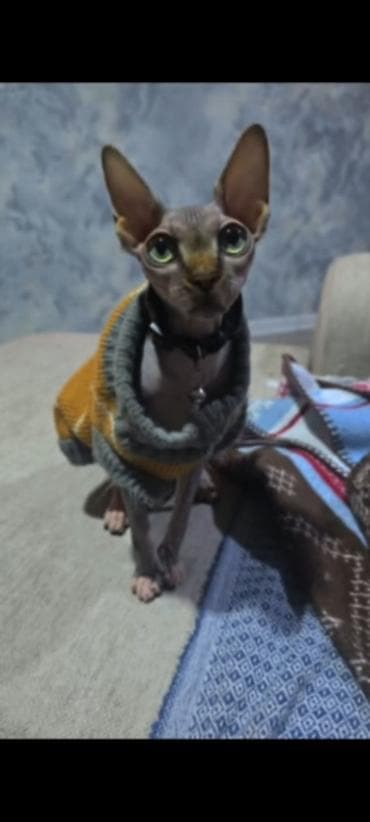 gence pisik: Sfinks — 2