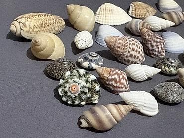 pul seyfi: Müxtəlif formalı və rəng çalarlarında dəniz qabıqları dəsti. 175 ədəd — 4