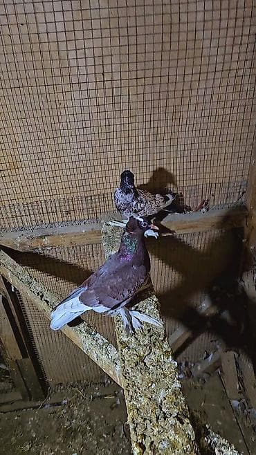 goyercin satilir: Baldilar qiy.et 2 sine aydir — 3