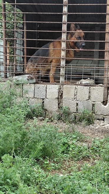 afcarka: Alman çoban iti, 2 il, Erkek — 2
