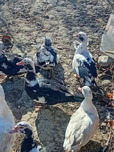 Iran Khodro: Musk ördəkləri (indo) – müxtəlif rənglərdə sürü. - Qara-ağ, ağ — 2