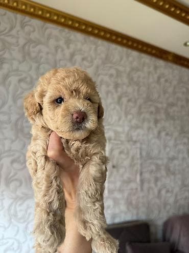 it barter: Pudel, 2 ay, Dişi, Peyvəndli, Ödənişli çatdırılma — 3