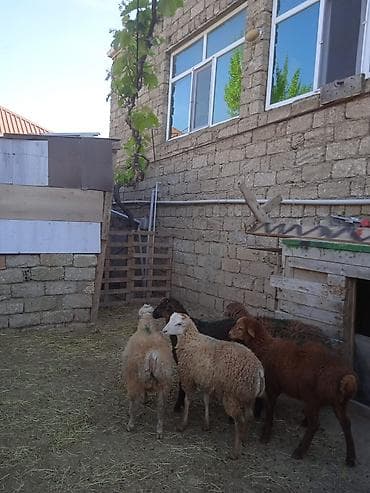 260 manata erkəy quzularımız var qurbanlığa yarayir