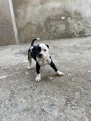 quru corek: Pitbul, 1 ay, Dişi, Peyvəndli — 1