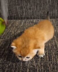 сколько стоит британский кот: Britan, Dişi, Yaxşı əllərə, Ünvandan götürmə — 3