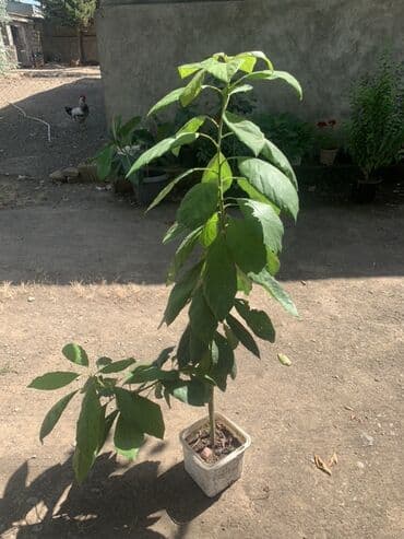 пластик трубалар: Avokado fidanı - Növ: Avokado (Persea americana) – iri, parlaq yaşıl — 2