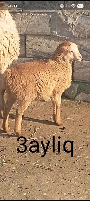 dovsan yemi: Quzu, Dişi, ay: 3, Damazlıq — 3