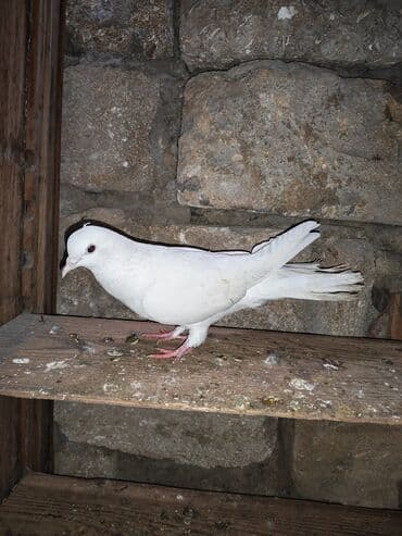 yasil bas ordek: Qara rəngdə göyərçin - Növ: ev göyərçini - Rəng: qara (boyun və — 7