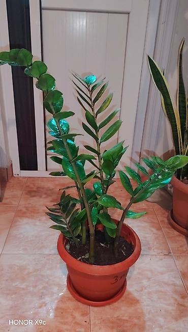 hilba bitkisi nedir: Zamiokulkas (ZZ Plant) – dekorativ ev bitkisi - Növ: Zamioculcas — 2