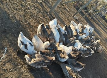 hinduşqa yumurtası: Məhsul: Qaz sürüsü Təsvir: - Şəkildə müxtəlif rəng çalarlarında (ağ — 1