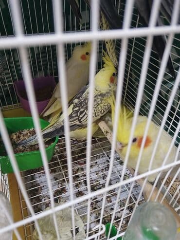 тап аз птицы: Nimfa (Cockatiel) tutuquşu - Növ: Nimfa (Nymphicus hollandicus) - — 4