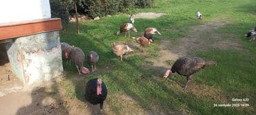 ingilis setter it cinsinin digər adı: Hinduşka sürüsü – müxtəlif rənglər və yaşlar - Təsərrüfat şəraitində — 6