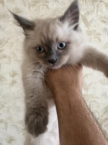 Pişiklər: Ragdoll/Pers cinsin qarışığ gözəl balalari satılır. Bilən bilir təmiz — 5