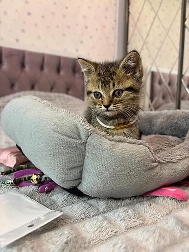 qold pişik: Şotland — 9