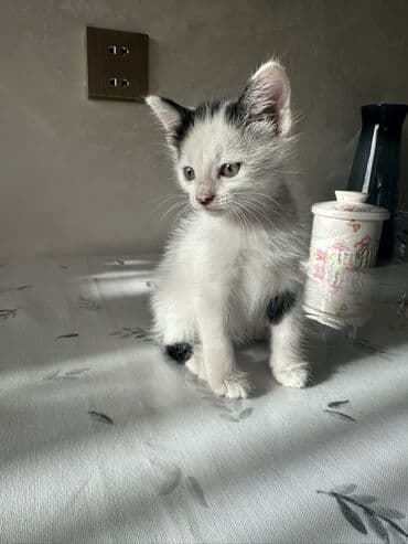 где можно купить котенка: Yaxşı əllərə — 1