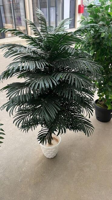 bitki toxumlari: Depodan bir basa satis 70azn baslayan dekarativ suni agaclar topdan — 7