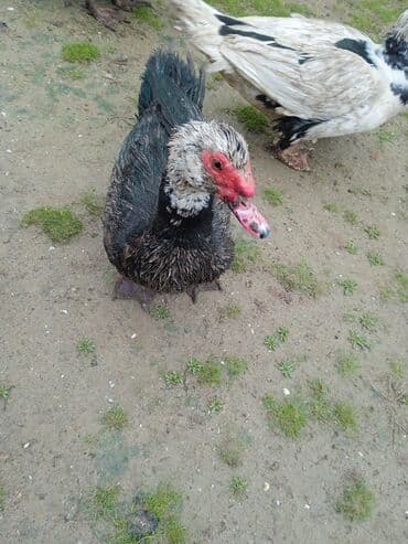 yumurta qoyan heyvanlar: Erkək, | Lal ördək, Ətlik — 4