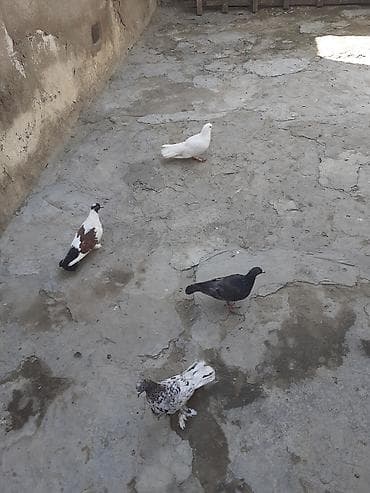 sabuncu quş bazarı: 4 dene goyercin biri 3 azn — 2