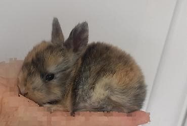 dovşanlar: Salam. dovsan balalari tek ve top satilir — 10