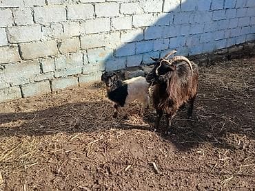 canavara oxsayan it: Məhsul: Qara dağ keçisi və bala Təsvir: - Şəkillərdə qara rəngli — 2