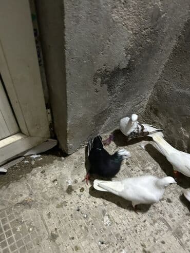 Собаки: Məhsul: Qüvvətli uçuş və dekorativ görünüşlü göyərçinlər dəsti — 4