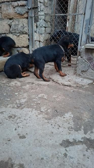 alman qurdu it: Rotveyler — 3