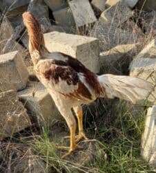 Inəklər, öküzlər: Qiymət cütünə aiddi. Heyvandan başı çıxmayan boş bekar adamlar yazıb — 3