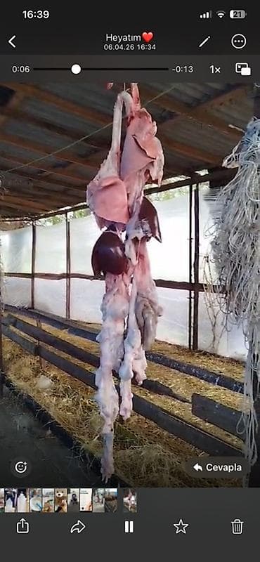 qoc əti: Qoyun kəsimi və təzə ət məhsulları - Qoyun ətinin tam kəsimi: asılmış — 1