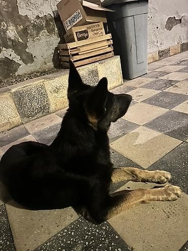 balaca it cinsi: Alman çoban iti, 4 ay, Dişi, Peyvəndli — 2