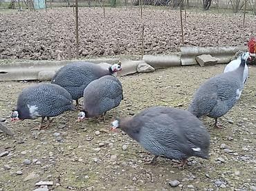 sazan balığı satışı: Firəng quşlarının mayalı yumurtası satılır.Bir ədədinin qiyməti 0.80 — 3