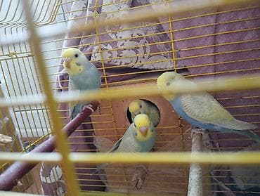 3 Eded boyuk bala 5 Eded yeni cixmis bala 3 Eded yumurta ana ata lalafo.az -da 3 Eded boyuk bala 5 Eded yeni cixmis bala 3 Eded yumurta ana ata