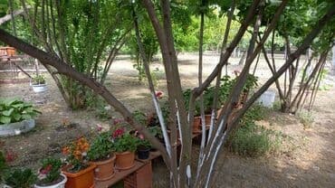 домики в набране: Qiymət sondur. Əla yerləşmə: Heydər Əliyev küçəsi Yalama kəndinin — 6