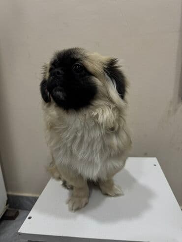 Akvarium aksessuar və ləvazimatları: Pekines, 6 ay, Erkek — 3