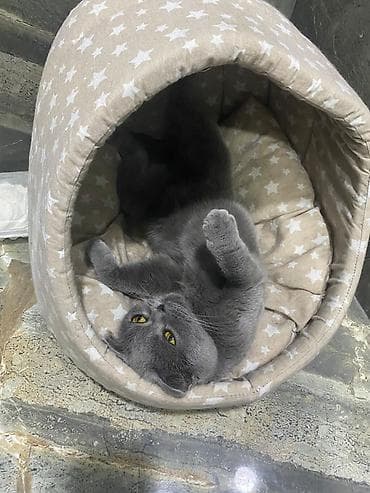 pişik pişik: 🐱 Scottish Fold pişik satılır Çox şirin və baxımlı Scottish Fold — 2