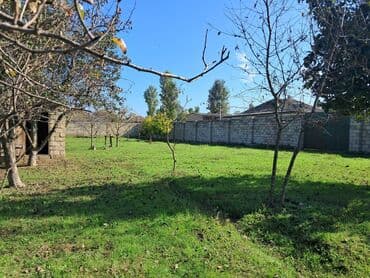 novxanıda həyət evləri: Kənd təsərrüfatı — 15