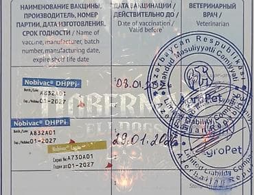 avcarka balaları: Doberman, 3 ay, Dişi, Peyvəndli — 6