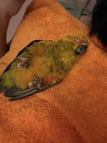 Tutuquşları: Aratinka papauqayi. Conur tutuqusu. Turkiyeden zakazla — 7