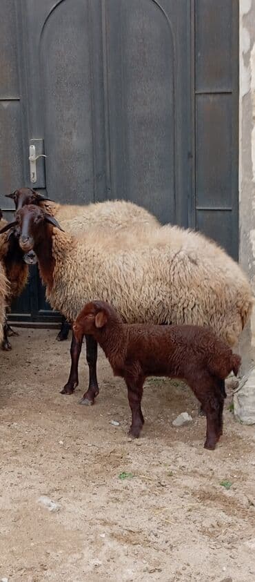 Гуси: Salam ünvan Bakıin maştağa kendi obşi 8 baş heyvanlar 1 baş ana-bala — 2