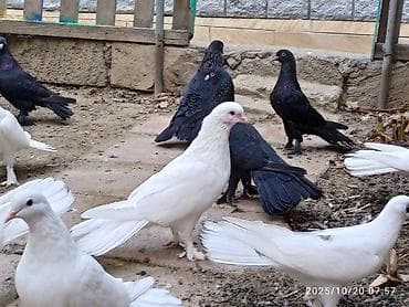 goyercin taklalar: Aq ve qara cox quyruqlar.topdan satiram hamisini — 3