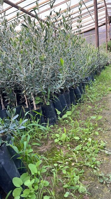 shit: Dekarativ bitgilerin satişi — 8