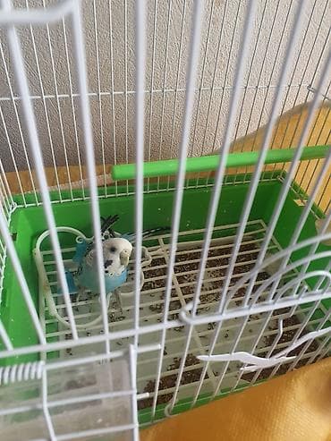 Dalğalı tutuquşu və qəfəs dəsti. hazır gənc maya. ünvan Yasamal. bazar