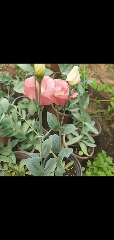 Bitki dərmanları: Lisianthus (Eustoma) fidanları – rəngli kəsim və bağ gülləri Eustoma — 9