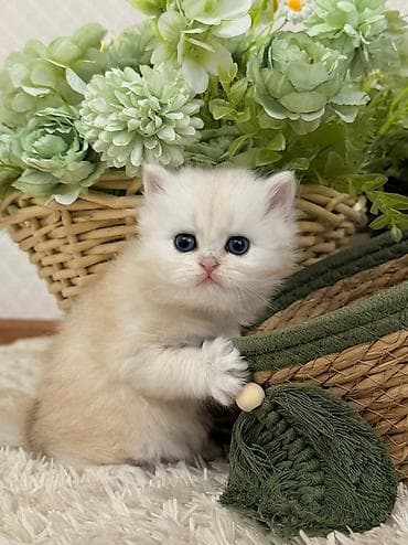 erkey quzular: Britan, Erkək — 3