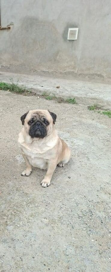 çin aslanı: Mops, 2 il, Erkek — 1