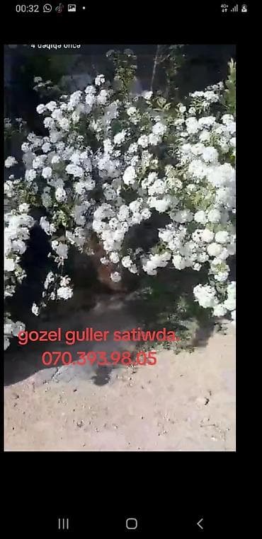 kala gulu haqqinda: Ağ rəngli dekorativ kol gülü (çoxsaylı xırda çiçəklərlə) – bağ və — 1
