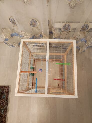 ag dovsan: Papuqay,dovşan,hamster,şinşila,bildirçin,cücə,xamyak,pişik,quş,tısbağa — 7