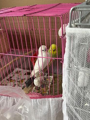 Quşlar: Cex ve vistivka quwlari vitaminli yemlerler beslenirler sağlam ve — 8