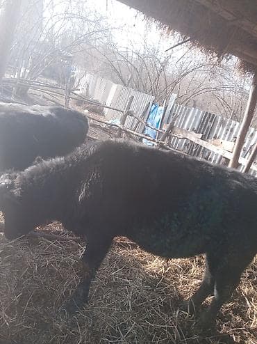 ərkəy dana: Dana, buzov, Erkək, ay: 1, 350 kq, Ətlik — 8