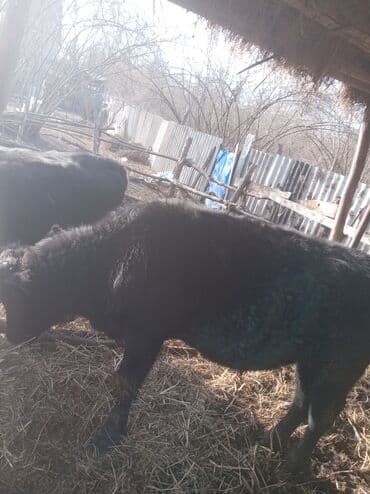 Другие животные: Самец, лет: 1, Для разведения — 3