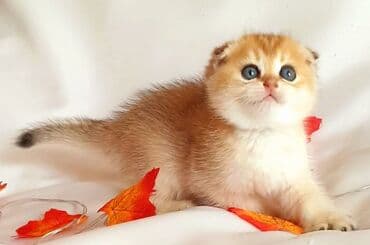 şotlan pişik: Şotland yastı qulaq, Erkək, Dişi, Yaxşı əllərə, Ünvandan götürmə, Pulsuz çatdırılma, Ödənişli çatdırılma — 123